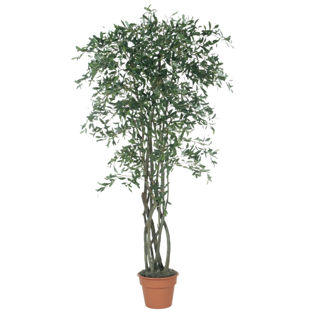 Breathtaking 7' Potted Olive Tree
