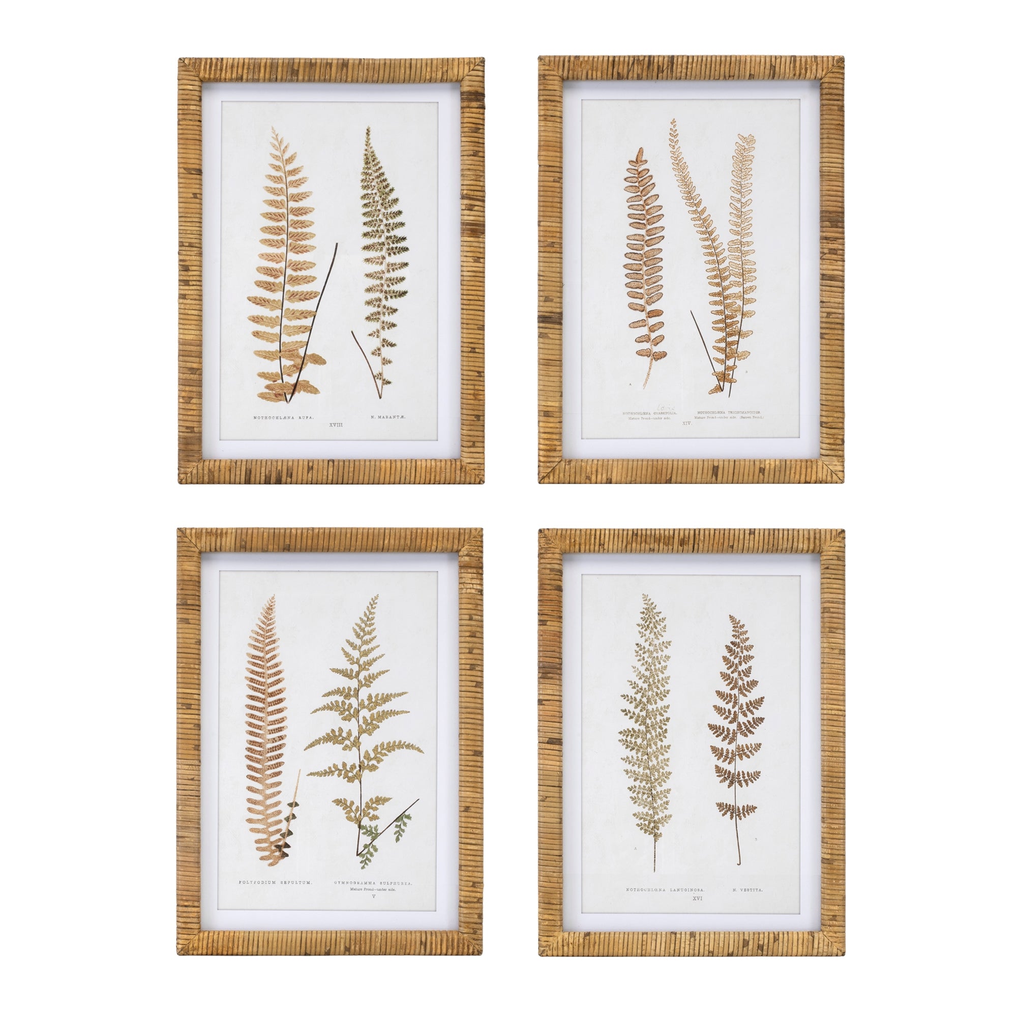 Wood Framed Fern Print (Set of 4)