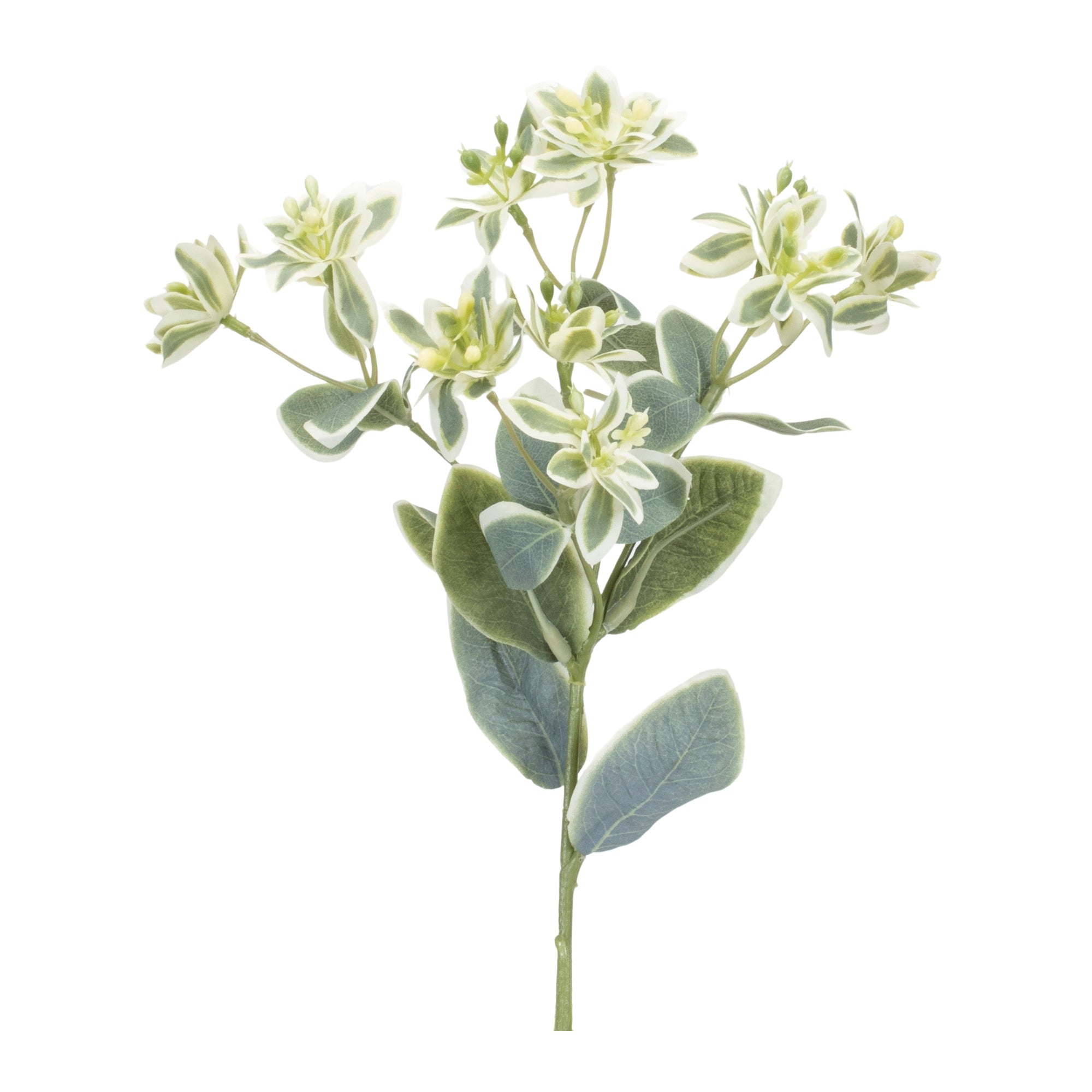 Euphorbia Floral Stem (Set of 6)