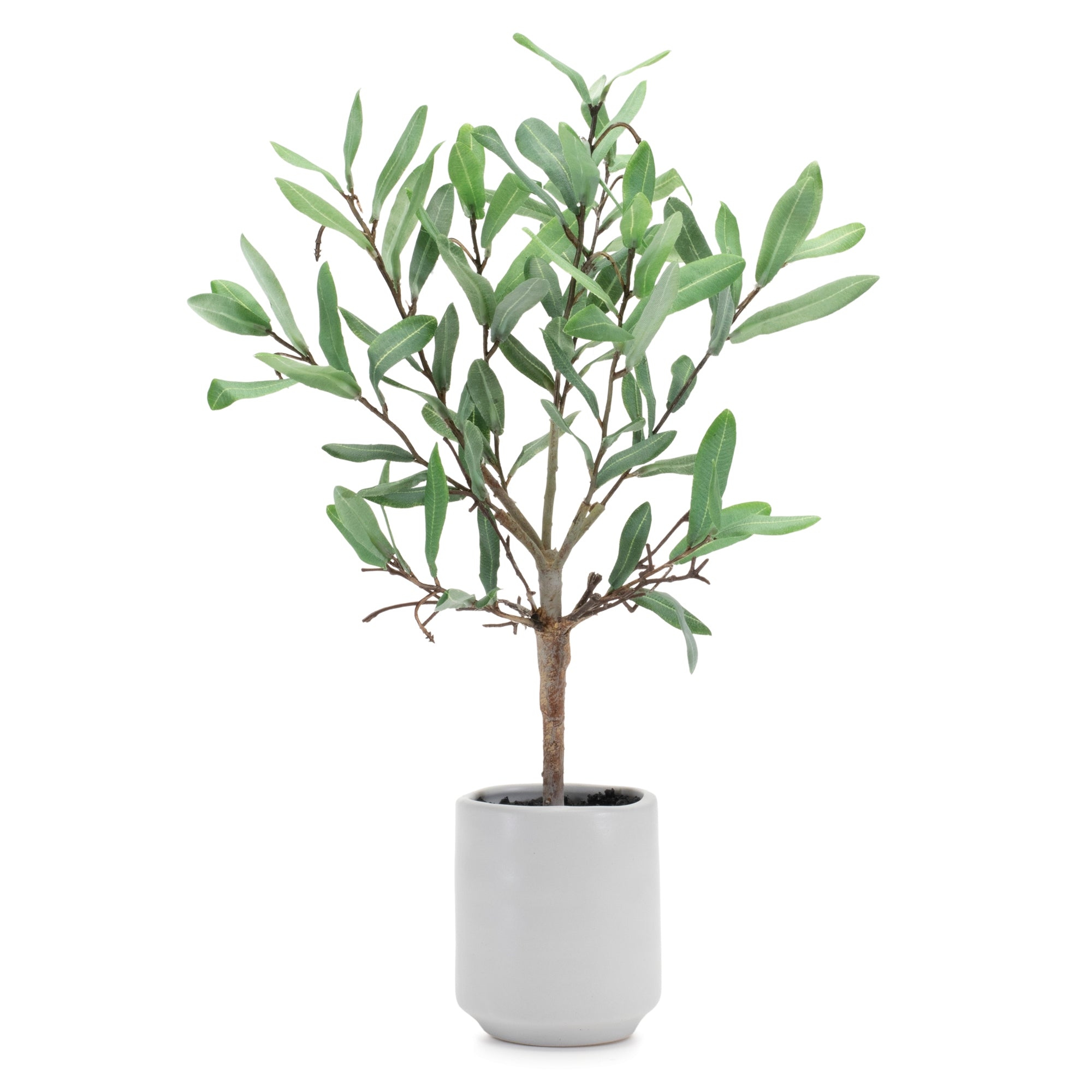 Potted Olive Leaf Topiary 17.5"H