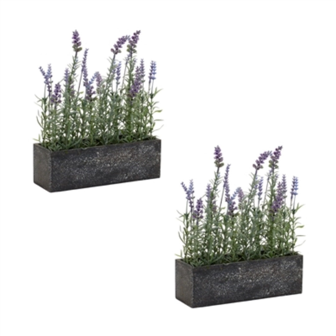 Synergy Potted Lavender, Set of 2